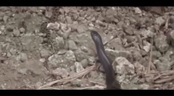 Cobra Ve Pitonun Yaşam Savaşı