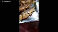 Tabaktaki Kızarmış Balığın Hareket Etmesi