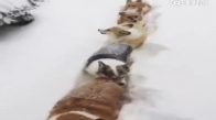 Tek Sıra Halinde Karda Yürüyen Sevimli Köpekler