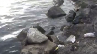 Karadeniz’de 3 Ölü Yunus Balığı Bulundu 