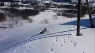 Sevimli Köpeğin Karla Oynaması