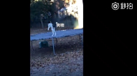 Trambolinde Zıplayan Köpek