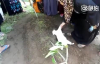 Ölen Sahibinin Mezarından Ayrılmayan Kedi