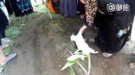 Ölen Sahibinin Mezarından Ayrılmayan Kedi