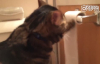 Tuvalet Kağıdını Ziyan Eden Kedi