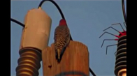 Elektirik Çarpmasıyla Yok Olan Kuş