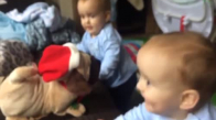 Şarkı Söyleyen Oyuncak Köpekle Kopan Bebekler
