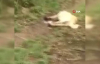 Manisa’da Köpek Katliamı 20’Ye Yakın Köpek Zehirlendi