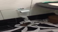 Yavru Kedilerin Tuvalet Kağıdını Kendine Düşman Bellemesi