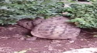 Birbirlerine Grupça Giren Kaplumbağalar