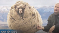 Bu Koyun Kırpılmamak İçin Dağa Kaçtı 6 Yıl Sonra Döndüğünde İse Büyük Sürpriz Oldu