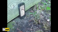Solucan Videosunu Gerçek Sanan Kurbağalar 