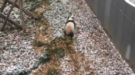 Karın Yağmasına Sevinen Panda