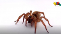Dünyada Yakalanmış 10 Büyük Örümcek 