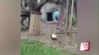 Oyuncağı Elinden Alınınca Kendini Yerden Yere Atan Panda