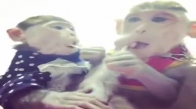 Lolipop Ağzında Sevimli Maymunlar 
