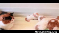 Anne Kedinin Yavrularıyla Konuşması