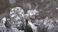 İran Örümcek Kuyruklu Boynuzlu Engerek Yılanı