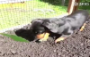 Sahibinin Bahçesini Kazmasında Yardımcı Olan Köpek