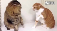 İki Kedinin Komik Kavgası