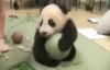 Pandanın Topu Bırakmaması