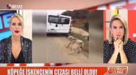 Köpeğe İşkencenin Cezası Belli Oldu