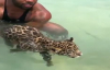 Minik Jaguara Yüzme Öğreten Adam