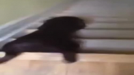 Köpeğin Merdivenden İniş Tarzı