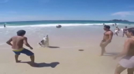 Plajda Köpek Harika Futbol Oynuyor