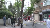 Kadıköy'de şiddetli rüzgara dayanamayan ağaç binanın üstüne devrildi