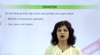 EBA BİYOLOJİ LİSE - EKOLOJİ VE GÜNCEL ÇEVRE SORUNLARI - KOMÜNİTE EKOLOJİSİ, SİMBİYOTİK YAŞAM - KOMÜNİTEDE SİMBİYOTİK İLİŞKİLER, BİTKİSEL PARAZİTİZM