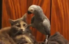 Papağanın Kediyle Hesap Sorması