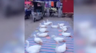 Çin'de Ördeklere Yapılan İşkence Gibi Oyun