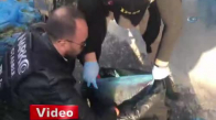 İstanbul'da 50 kg Ot Esrar Ele Geçirildi