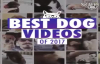 2017'nin en Komik Köpek  Videoları
