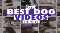2017'nin en Komik Köpek  Videoları