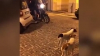 Motosikleti Kovalamak İsterken Oyuna Gelen Köpekler