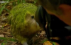 Belgeselcinin Ensesinde Çiftleşme Dansı Yapan Kakapo Kuşu