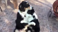 Birbirlerine Sıkı Sıkı Sarılan Köpekler