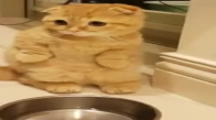 Yemeğini Sabırla Bekleyen Kedicik