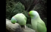 İki Tatlı Papağanın Tatlı Sohbeti