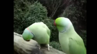 İki Tatlı Papağanın Tatlı Sohbeti