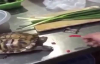 Kaplumbağaya Acı Biber Yedirmek