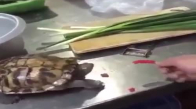 Kaplumbağaya Acı Biber Yedirmek