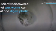 Solucanlar, Dünya Plastik Atıklarının Azaltılmasına Yönelik Kilit Tutabilir