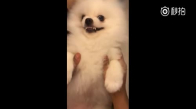 Oyuncağa Benzeyen Köpek