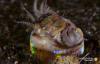 Deniz Dibinde Yaşayan Korkunçlu Yaratık  Bobbit Solucanı