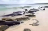 Avustralya'da Balinalar Karaya Vurdu