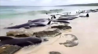 Avustralya'da Balinalar Karaya Vurdu