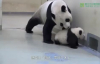 Yavrusunu Yatağa Götüren Anne Panda